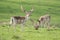 Fallow Deer, Dama dama