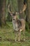 Fallow Deer (Dama dama)