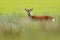 Fallow Deer, Dama dama, in autumn forest, Dyrehave, Denmark. Wildlife scene from nature, Europe. Deer in the summer grass. Animal