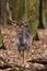 Fallow Deer - Dama Dama brown form in a winter coat