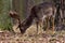 Fallow Deer - Dama Dama brown form in a winter coat