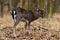 Fallow Deer - Dama Dama brown form in a winter coat