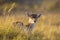 Fallow deer Dama Dama doe, hind or fawn in Autumn