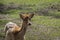 Fallow deer, Dama dama, fawn, light brown young female doe in deer park, Netherlands