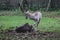 Fallow deer, Dama dama, in forest