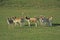 Fallow Deer, dama dama, Herd, Male with its Harem