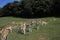 Fallow Deer, dama dama, Herd with Males and Females standing on Grass