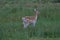 Fallow Deer (Dama dama) at Lochbuie, Isle of Mull, Scotland