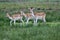 Fallow Deer (Dama dama) at Lochbuie, Isle of Mull, Scotland