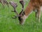 Fallow Deer / Dama dama Stag head and face grazing in grass