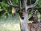 Fallow Deer / Dama dama Stag with large antlers looks straight at camera