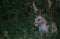 Fallow Deer / Dama dama Stag with large antlers lying in the forest in the shade