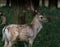 Fallow Deer / Dama dama Stag with large antlers standing in the forest in the shade