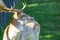 Fallow deer in dappled sunlight looking to the right side