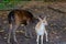 The Fallow deer - dark hind  with her fawn