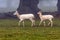 Fallow Deer Doe and Yearling - Dama dama.