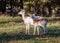 Fallow Deer Doe and Yearling - Dama dama standing in a sunny glade.