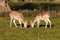 Fallow Deer Does - Dama dama Grazing, Warwickshire, England.