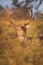 Fallow deer in early morning sunlight in rut season