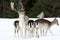Fallow deer family