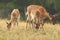 Fallow deer family