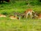 Fallow deer family on meadow