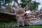 Fallow deer fawn from close front view.