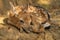 Fallow deer fawn curled up from close up view