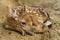 Fallow deer fawn curled up from close up view. Dama dama