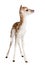 Fallow Deer Fawn - Dama dama (5 days old)