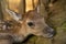 Fallow deer fawn head from closeup view. Newborn cute baby animal.