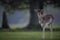 Fallow Deer Fawn near Large Tree