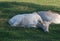 Fallow Deer Fawn Resting