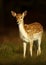 Fallow deer fawn standing in the grass at sunrise