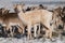 Fallow deer fawn stands in snowy grass