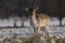 Fallow deer fawn stands in snowy park