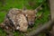 Fallow deer fawn in the wild nature