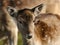 Fallow deer feeding in controlled parkland at stately home.