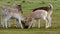 Fallow deer feeding in country house park.