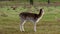 Fallow deer feeding in country house park.