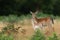 Fallow deer in the forest