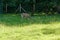 Fallow deer grazes in the corral