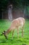 Fallow deer grazes in the corral