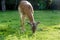 Fallow deer grazes in the corral