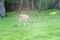 Fallow deer grazes in the corral