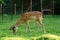 Fallow deer grazes in the corral