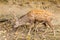 Fallow deer grazes in nature reserve