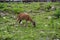 Fallow deer grazing in a meadow in the spring