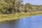 Fallow deer grazing on river bank