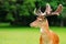 fallow deer head